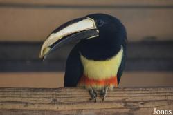 Emirates Park Zoo and Resort