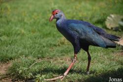 Wasit Wetland Centre