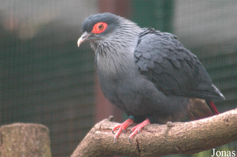 Vogelpark Walsrode
