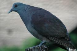 Vogelpark Walsrode