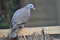 Nesoenas picturatus picturatus