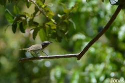 Vireo altiloquus barbadensis
