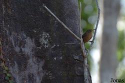 Troglodytes aedon