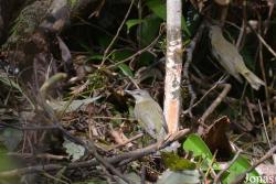 Syndicate Nature Trail