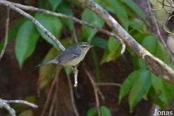Setophaga plumbea