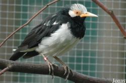 Tiergarten Zum Hirsch