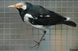 Tiergarten Zum Hirsch