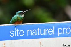 Galbulidae