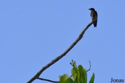 L'Oiseau de Paradis