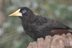 Psarocolius decumanus