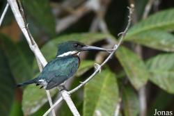 Chloroceryle americana americana