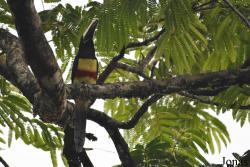 Amazone Nature Lodge