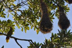 Amazone Nature Lodge