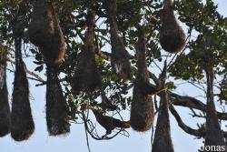 Amazone Nature Lodge