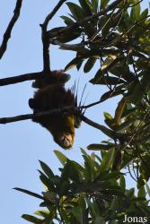 Amazone Nature Lodge