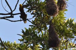 Amazone Nature Lodge
