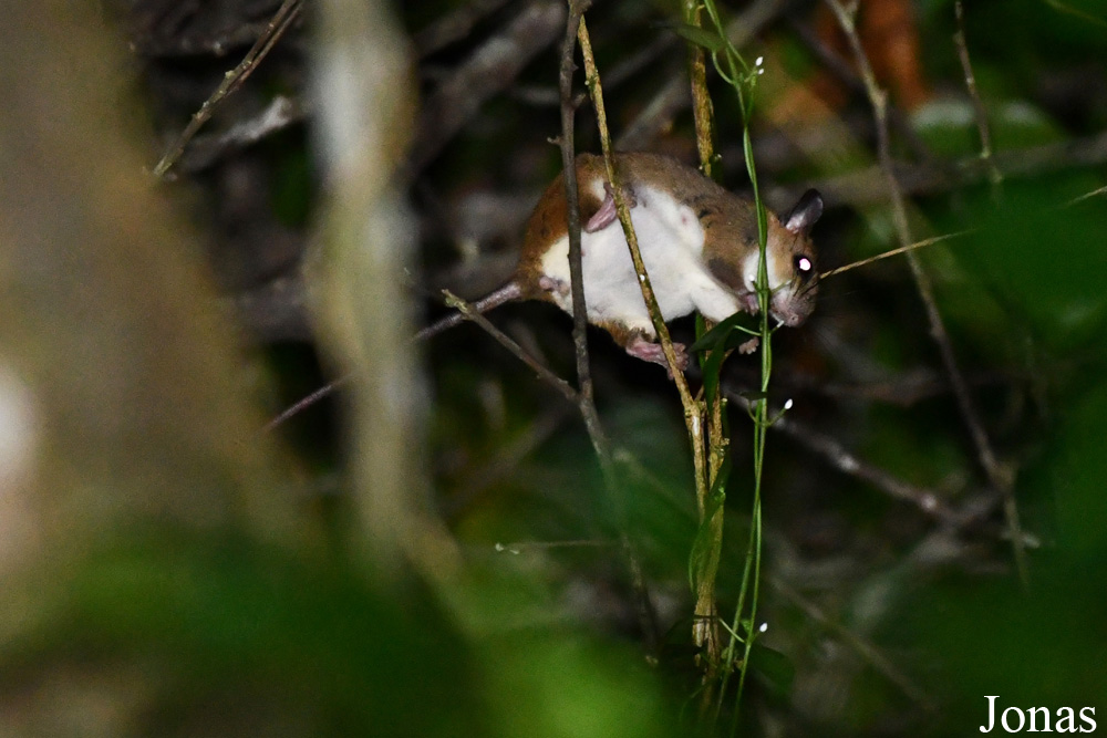 Campus Agronomique de Kourou
