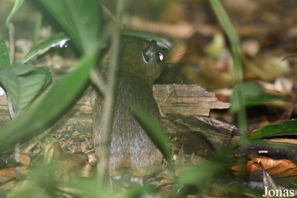 Campus Agronomique de Kourou