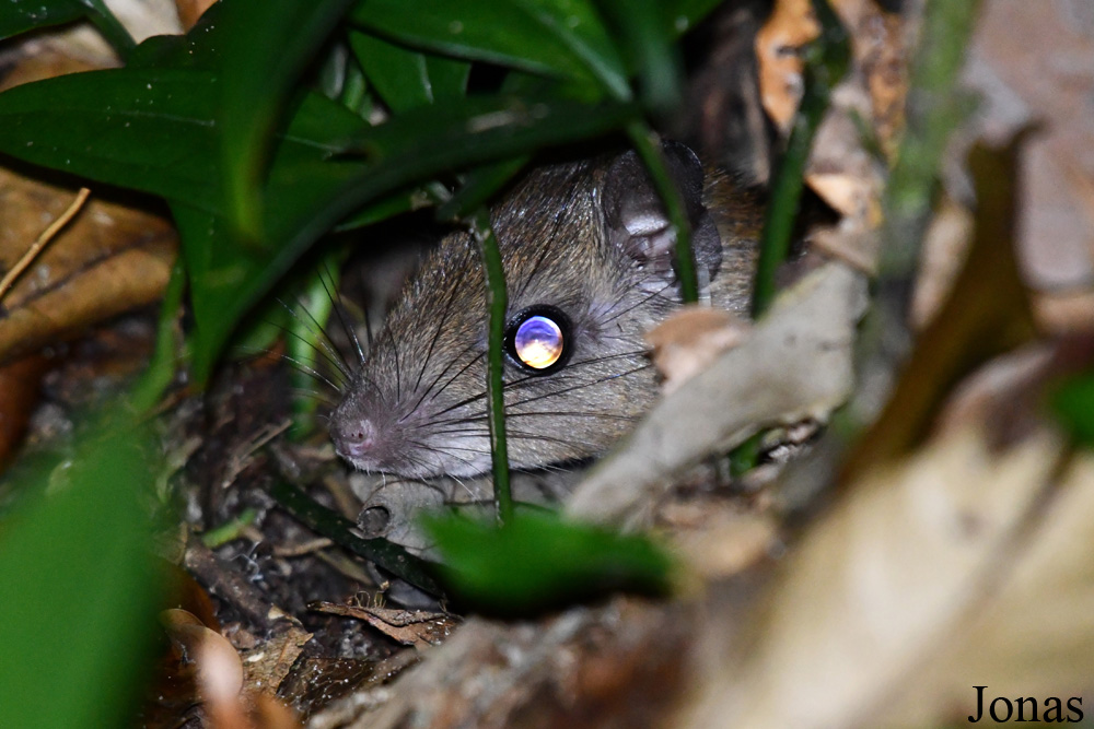 Campus Agronomique de Kourou