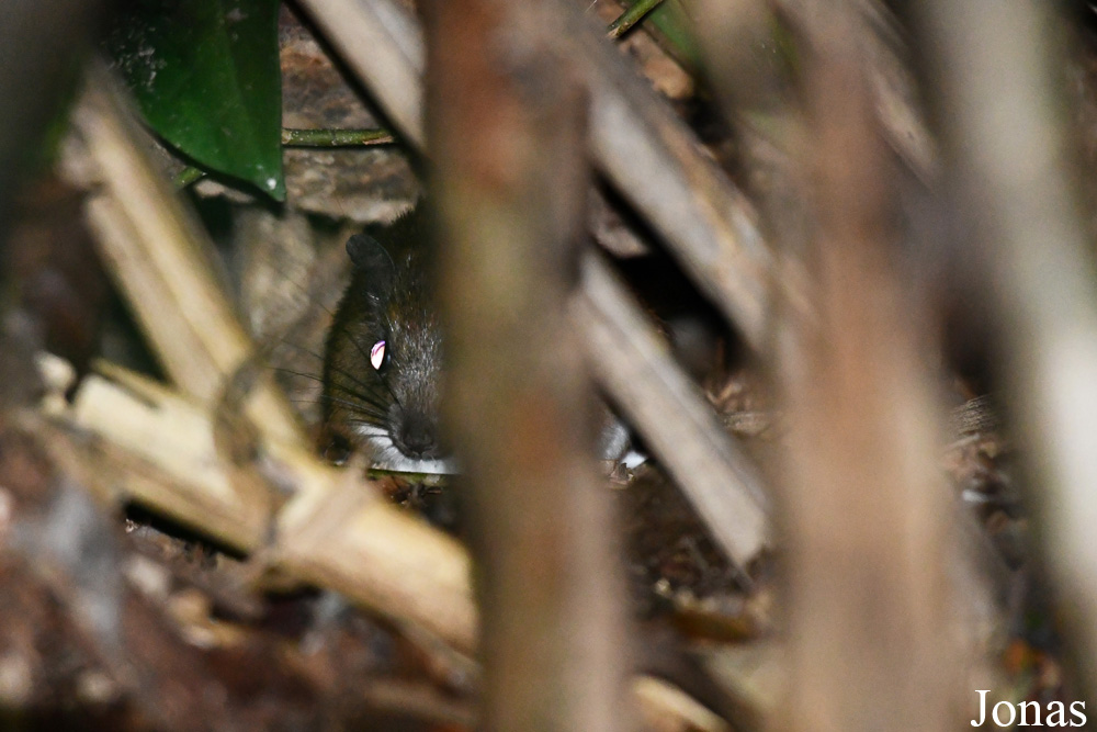 Campus Agronomique de Kourou