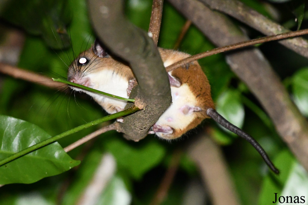 Campus Agronomique de Kourou