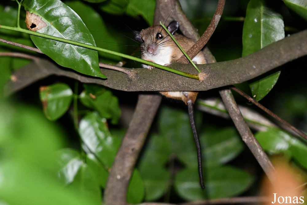 Campus Agronomique de Kourou