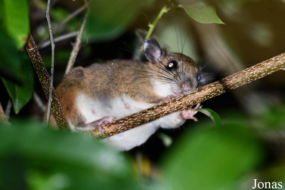 Campus Agronomique de Kourou
