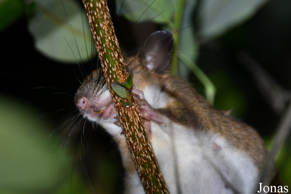 Campus Agronomique de Kourou