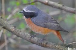 Phoenicurus phoenicurus
