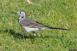 Motacilla alba dukhunensis