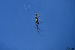 Trichonephila inaurata