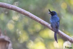 Dicrurus forficatus forficatus