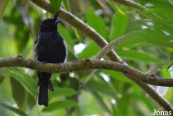 Dicrurus forficatus