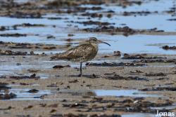 Numenius phaeopus phaeopus