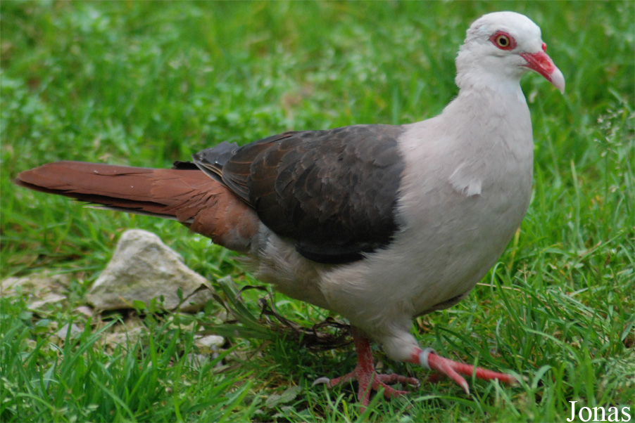 Parc Zoologique et Botanique de Mulhouse