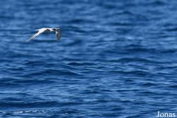 Sterna dougallii