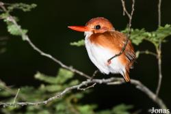 Corythornis madagascariensis madagascariensis