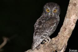 Parc National de Lokobe