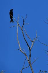 Parc National de Lokobe
