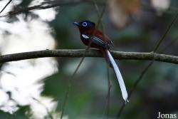 Terpsiphone mutata singetra