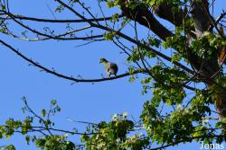 Parc National de Lokobe
