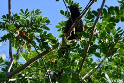 Centropus toulou toulou