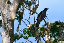 Parc National de Lokobe
