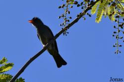 Parc National de Lokobe