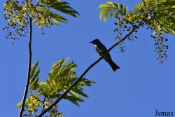 Parc National de Lokobe
