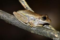 Boophis tephraeomystax