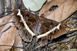 Noctuidae