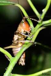 Parc National de Lokobe
