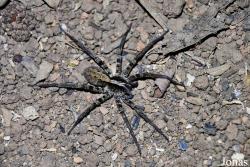 Viridasius fasciatus