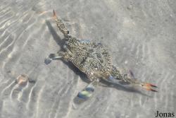 Parc National de Lokobe